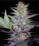 Baked Beans Cannabis Seeds Bering Sea Blues