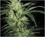 Barneys Farm Northern Lights