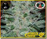 Big Buddha Seeds Freeze Cheese '89