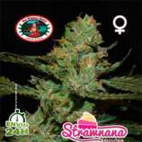 Big Buddha Seeds Strawnana Sundae