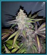 Big Buddy Seeds Lemon Larry Lavender (Tall)