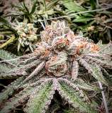 Big Dog Exotic Cannabis Seeds Purple Truffle Cake