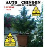 Biohazard Seeds Auto Chingón