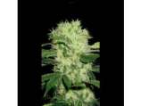 Blim Burn Seeds Dama Blanca