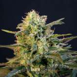 Blim Burn Seeds Mamba Negra