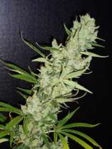 Bodhi Seeds Strange Brew