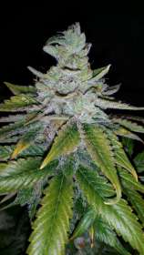 Bohemiaseeds Purple Kush