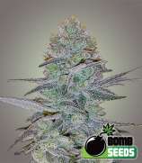 Bomb Seeds Cosmic Bomb Auto