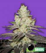 Bomb Seeds Killer Purps