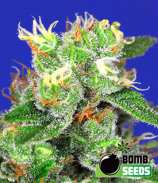 Bomb Seeds Medi Bomb #2