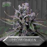 Bulletproof Genetics Prom Queen