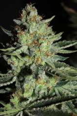 Burning Bush Nurseries Sour Diesel