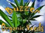 Buzzer Organic Seeds Amsterdams' Magic