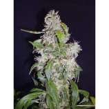 CBD Seeds Auto Diesel