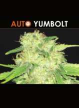 CBD Seeds Auto Yumbolt