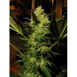 CBD Seeds Cheese