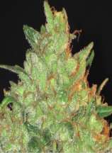 CBD Seeds Magma