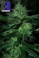 CH9 Female Seeds Bubba Kush 33