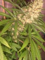CH9 Female Seeds Pure Hashplant