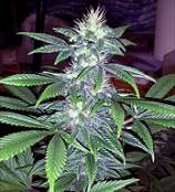 Cabin Fever Seed Breeders BlueChem #4