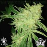 CannaVenture Seeds Las Vegas Triangle Kush