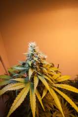 Cannabis Family Seeds Aquatic Ape