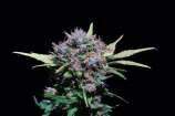 Cannabis Family Seeds Bullet Train