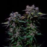 Cannabis Family Seeds Paradise Island