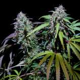 Cannabis Family Seeds Turtle Island