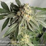 Cannarado Genetics Rainbow Snowman