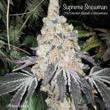 Cannarado Genetics Supreme Snowman