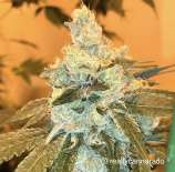 Cannarado Genetics Weed Nap