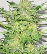 Carpathians Seeds AK