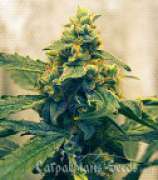 Carpathians Seeds Black Tisa