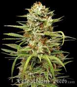 Carpathians Seeds White Widow