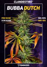 Clandestino Seeds Bubba Dutch