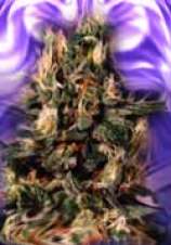Clone Only Strains Blue Heaven