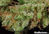 Clone Only Strains Golden Goat