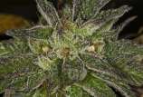 Clone Only Strains Oregon Afghani