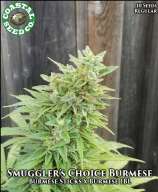 Coastal Seed Co Smugglers Choice Burmese