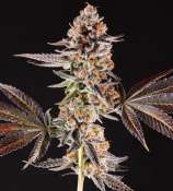 Compound Genetics La Bomba