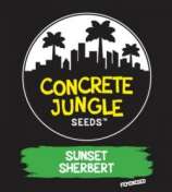 Concrete Jungle Seeds Sunset Sherbert