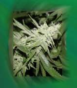 Connoisseur Genetics The White