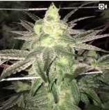 Cult Classics Seeds Agathlan