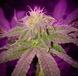 Cult Classics Seeds Blueberry Burst