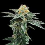 DNA Genetics Seeds Kosher Cookies