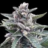 DNA Genetics Seeds Kosher Sorbet