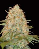 DNA Genetics Seeds L.A. Chocolat