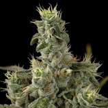 DNA Genetics Seeds Nicole Kush