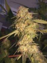 DNA Genetics Seeds ReCon